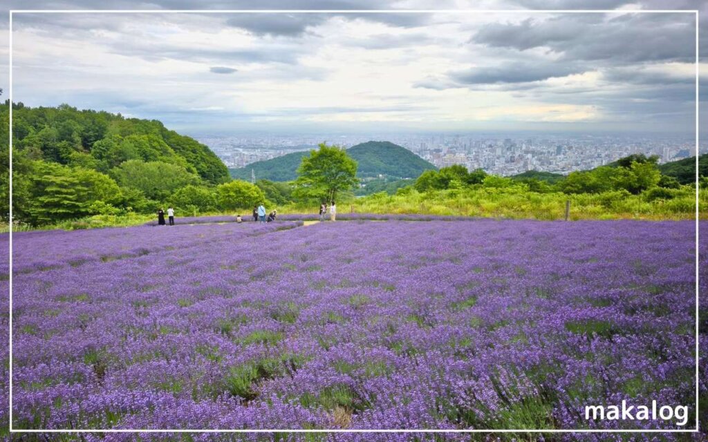 幌見峠ラベンダー園