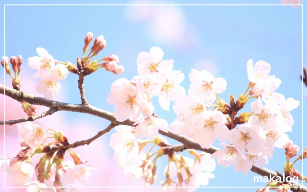 桜